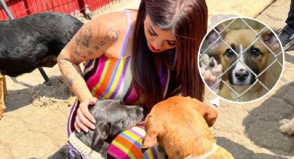 Karely Ruiz PAGA TODOS los gastos de refugio para perritos: “¡Que siga facturando!”