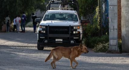 Niño de 9 años entra a veterinaria para maltratar y matar más de 20 animales