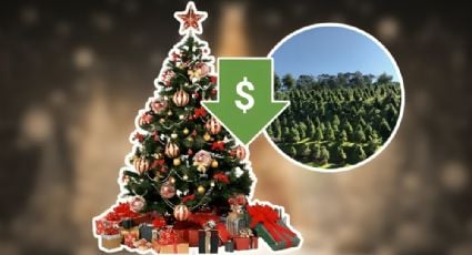 ¿Dónde comprar árboles de Navidad por menos de 500 pesos en CDMX? Estas son las mejores opciones