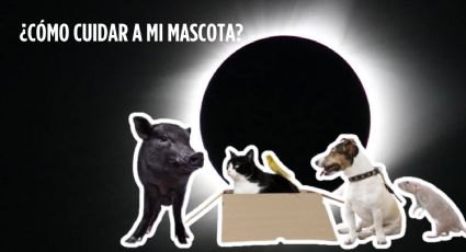 Eclipse Solar 2024: el mejor truco para proteger a tus mascotas ¿De qué?