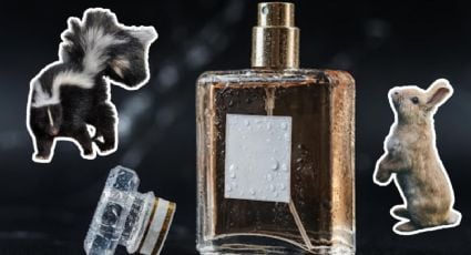 ¿Perfumes hechos con orina de zorrillo o conejo? Es así como usan animales para elaborarlos