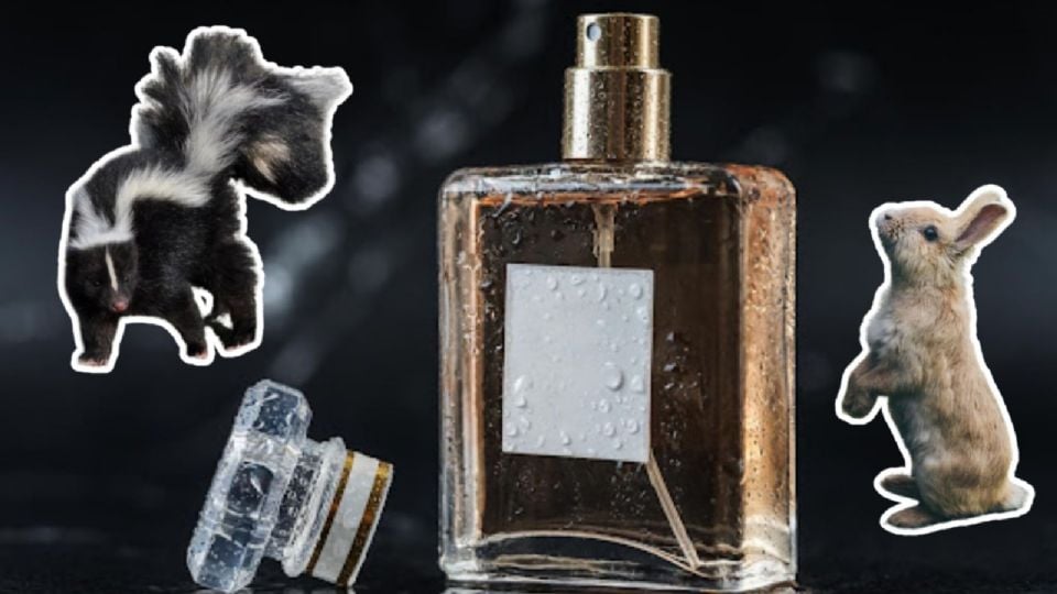Perfumes de orina de zorrillo o conejo