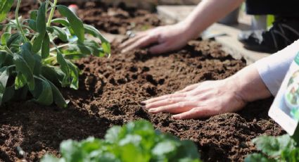 Calendario de siembra: esto es lo que debes cultivar en tu huerto en el mes de junio