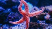 Foto ilustrativa de la nota titulada Descubre dónde viven las estrellas de mar, según especialista