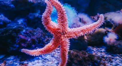 Descubre dónde viven las estrellas de mar, según especialista