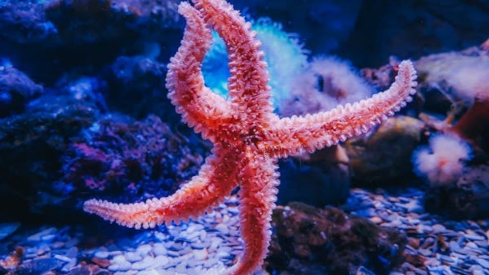 Estrella de mar. Fuente: Foto: Pexels.