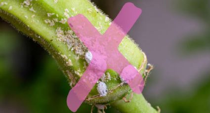Aprende a hacer pesticidas caseros para quitar la cochinilla algodonosas de tus plantas