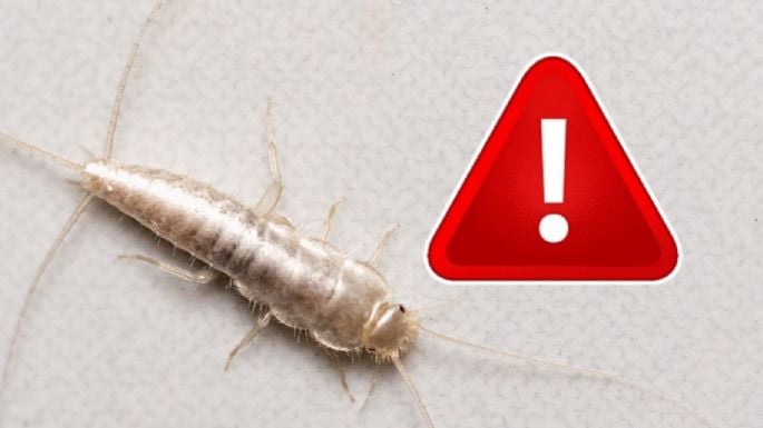 ¿Qué es el pececillo de plata y por qué es importante evitarlo?