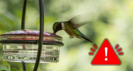 Estos son los peligros que trae colocar bebederos para colibríes en una casa