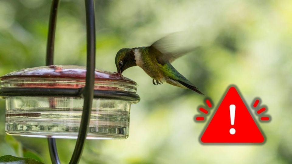 Riesgos de los bebederos caseros para el colibrí