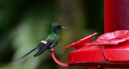 Aprende a preparar el néctar casero ideal para atraer colibríes a tu jardín