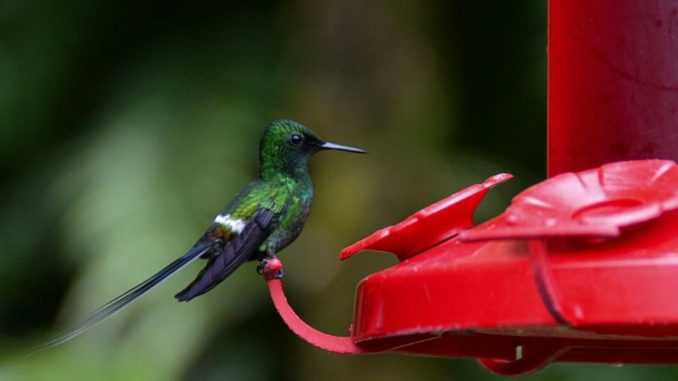 El néctar es ideal para atraer colibríes.