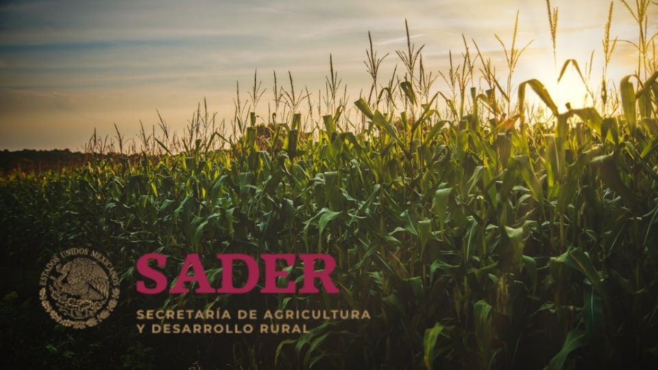 Desarrollo de la agricultura de México. Plantaciones de maís. Fuente: Pexels/ Producción La Mejor