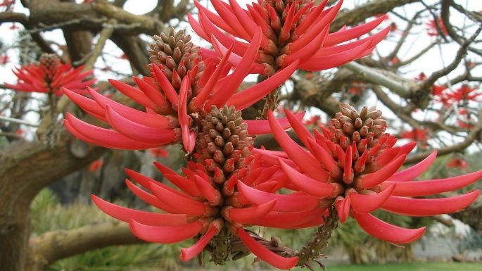 Cuál es el árbol nativo de México amado por los aztecas ideal en el verano por su sombra