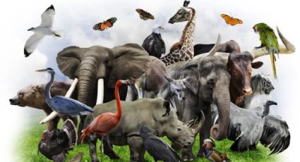 Descubre cuál es el animal más viejo del mundo, según confirma la ciencia