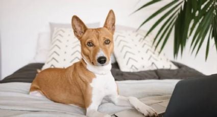 Esta es la raza de perro más antigua del mundo que pocos conocen