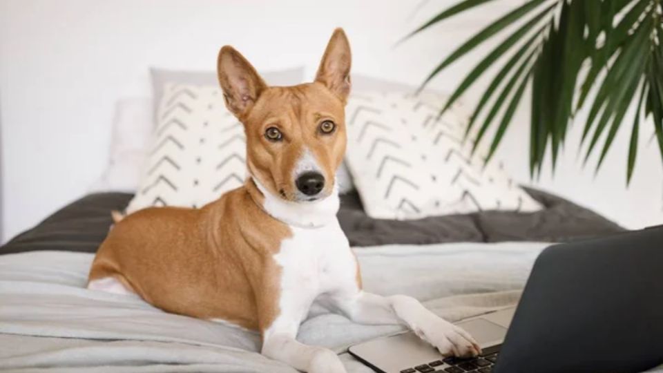 Esta es la raza de perro más antigua del mundo que pocos conocen. Fuente: Foto: depositphotos