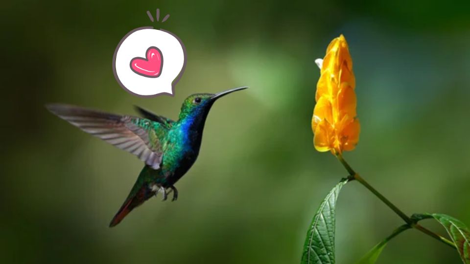 Cuál es el mejor color para atraer a los colibríes a tu hogar. Fuente: Foto: depositphotos / Producción La mejor
