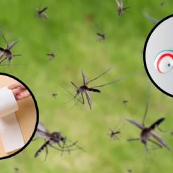 Cuál es el remedio casero con papel higiénico para ahuyentar los mosquitos de tu cuarto
