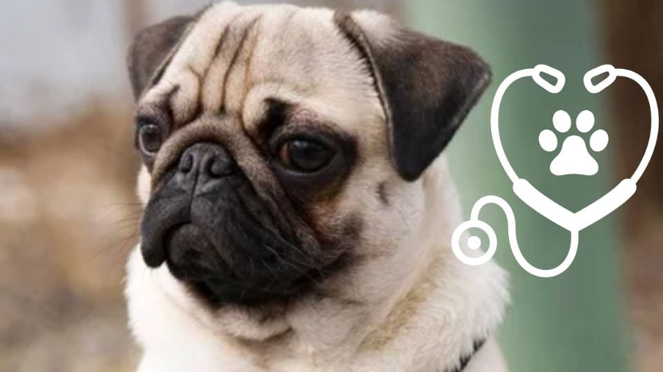 Cuáles son los problemas de salud de los perros de raza Pug. Fuente: Foto: depositphotos / Producción La Mejor