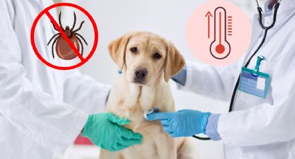 Babesia canis: ¿Qué es y cómo detectar la enfermedad de perros y humanos? Estos son sus síntomas