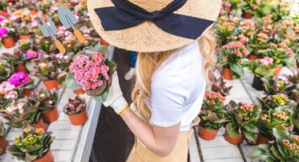 Los cuidados que necesita tu kalanchoe para que estalle de flores en agosto