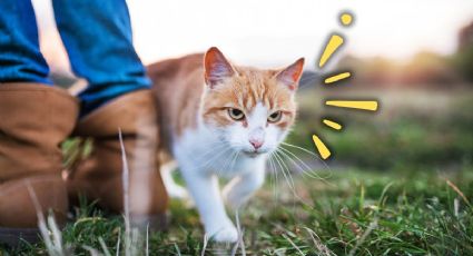 Mascotas: conoce el significado de que tu gato se frote en ti