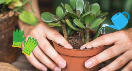 Aprende a revivir el árbol de jade utilizando una bolsa de plástico