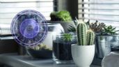 Foto ilustrativa de la nota titulada: Astrología: estas son las plantas que debes tener en tu hogar, de acuerdo a tu signo zodiacal