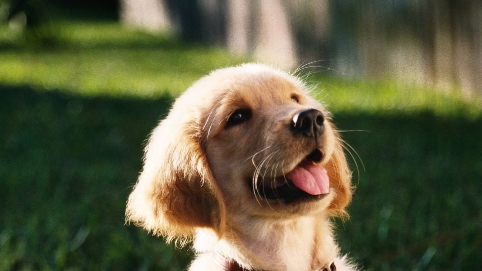 Los cachorros llenan de energía y alegría los hogares