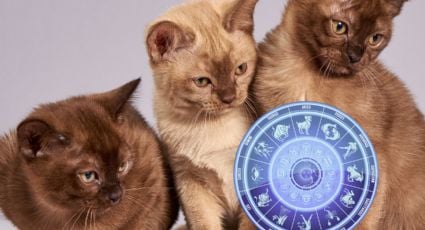 Horóscopo para gatos: esto debes tener en cuenta este martes 7 de enero