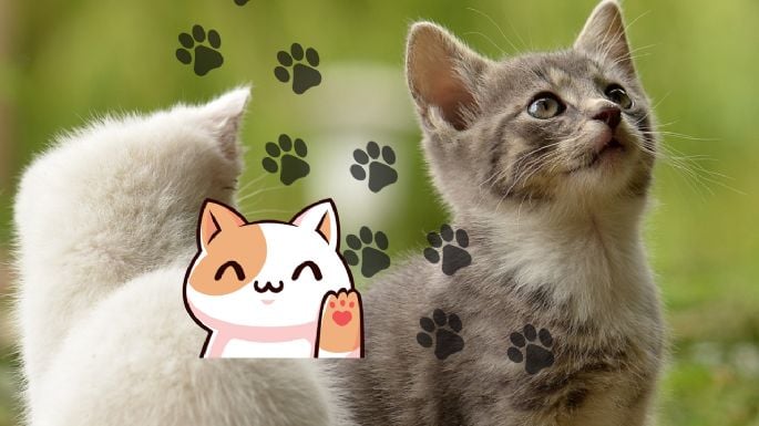 Así puedes tramitar tu CURP para tus gatos de forma oficial y en pocos pasos