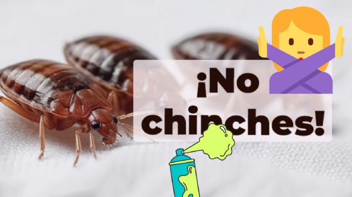 Este día inicia la temporada de chinches 2025: ¿cómo eliminarlas de casa?