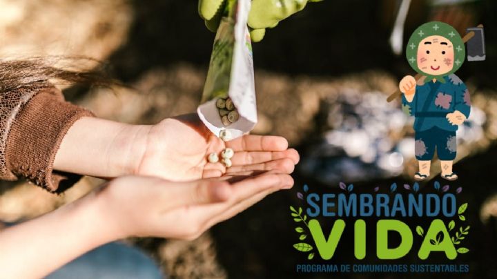 Sembrando Vida: ¿Cómo recibir el apoyo económico de 6,200 pesos?