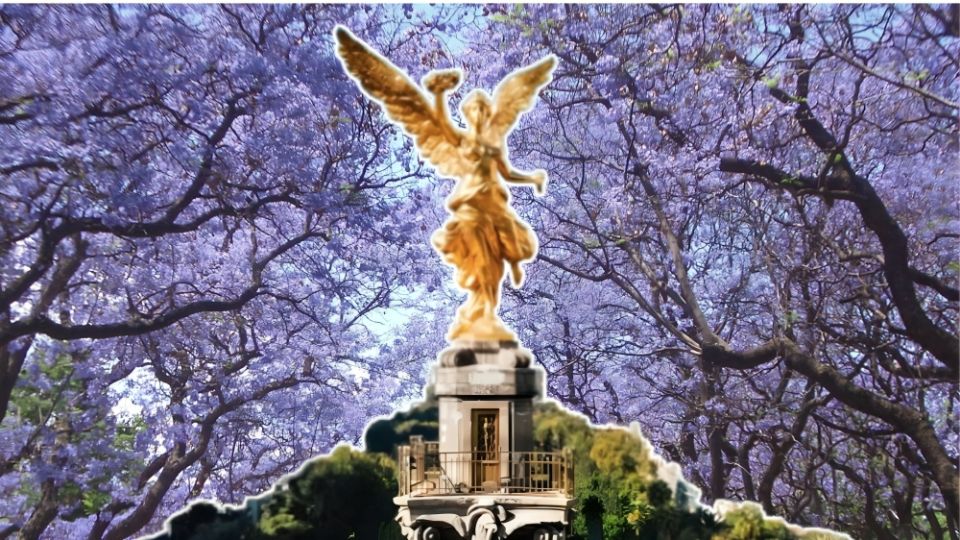 Parques de la CDMX donde podrás disfrutar de las jacarandas