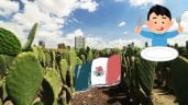 Foto ilustrativa de la nota titulada: ¿Cuáles son los beneficios de comer nopal? Esto dice el IMSS