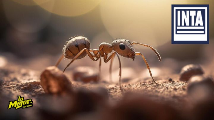 Así se pueden alejar las hormigas negras de tu cocina, según especialistas