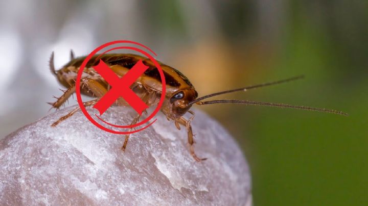 ¿Cómo eliminar los huevos de cucaracha de la cocina?