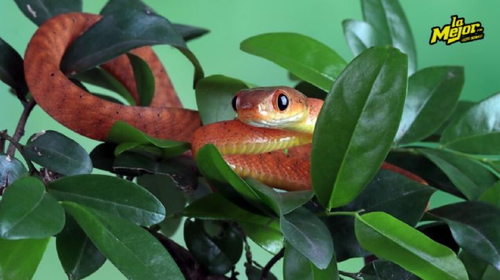 ¿Eres norteño? El árbol para climas secos que debes evitar si no quieres serpientes