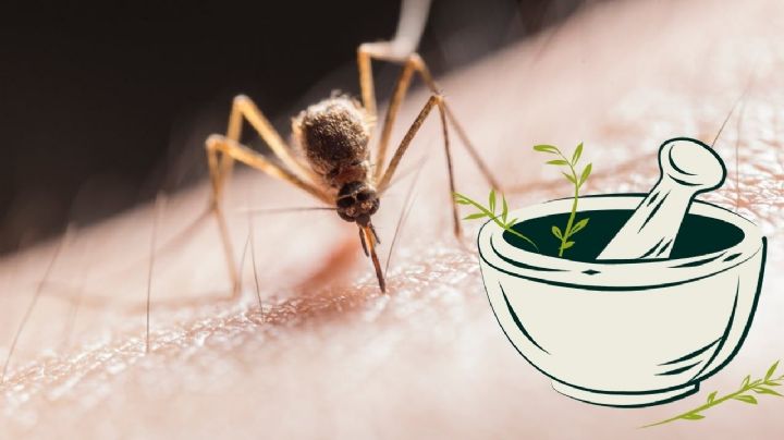 ¿Cómo aliviar los piquetes de mosquitos?