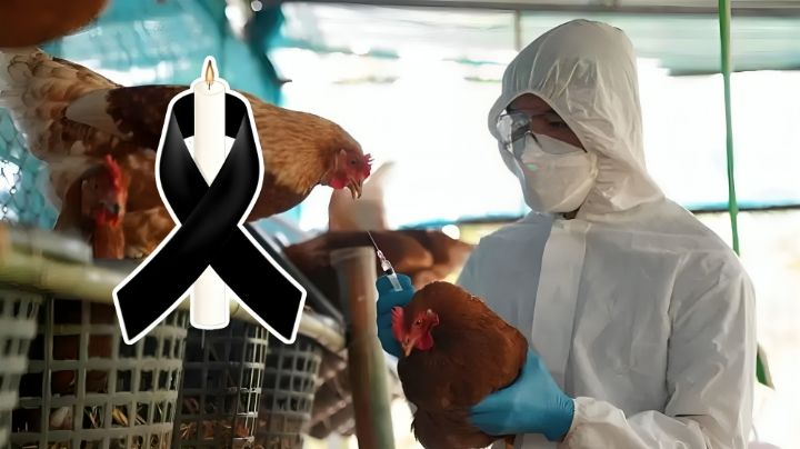Muere niña de 3 años por influenza H5N1: ¿Qué es la Gripe Aviar y cuáles son sus síntomas?