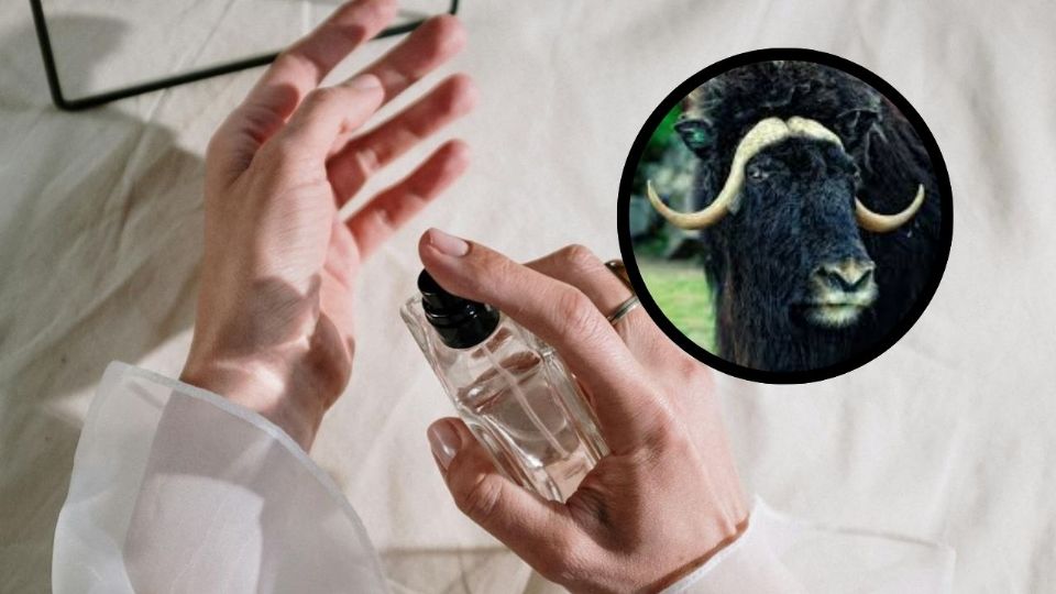 Su aroma cálido, dulce y sensual, combinado con su capacidad para fijar los aromas, lo convierten en un componente esencial para crear fragancias irresistibles