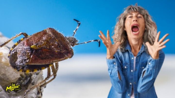 Así puedes eliminar las chinches de tu sillón sin dañarlo