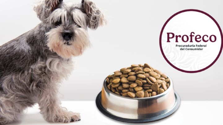 Estas son las croquetas más baratas y cumplidoras para perro, según Profeco
