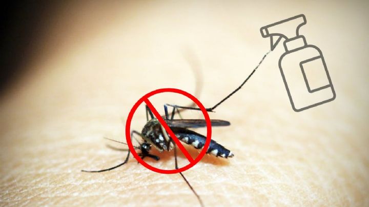 ¿Cómo deshacerte de los zancudos con remedios caseros?
