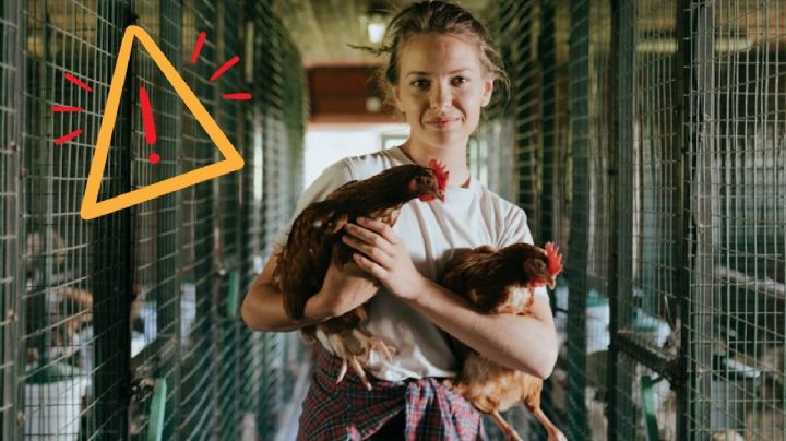 Las recomendaciones para evitar contagiarse de gripe aviar