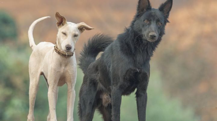 ¿Por qué los perros se huelen la cola?