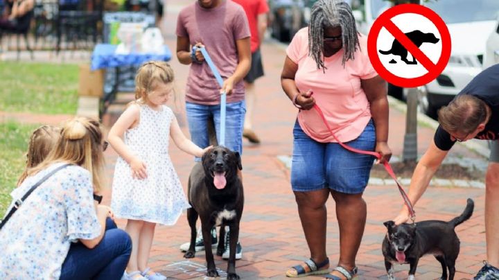 ¿Dónde tirar la popó de tu perro?