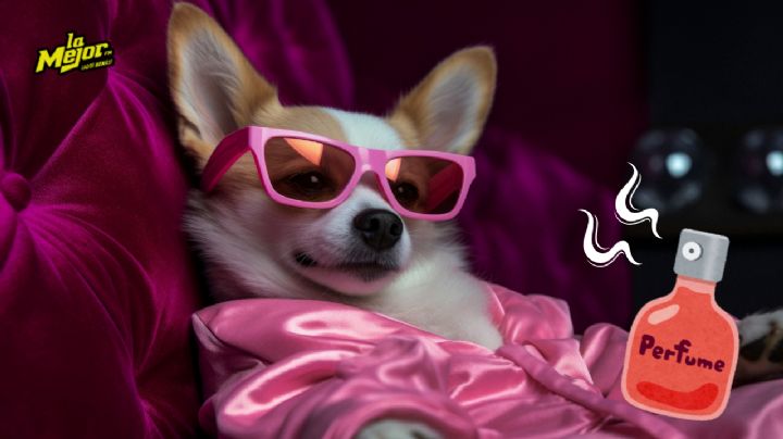 Dolce & Gabbana: el perfume para perros que, si te atreves, puede ser de uso diario