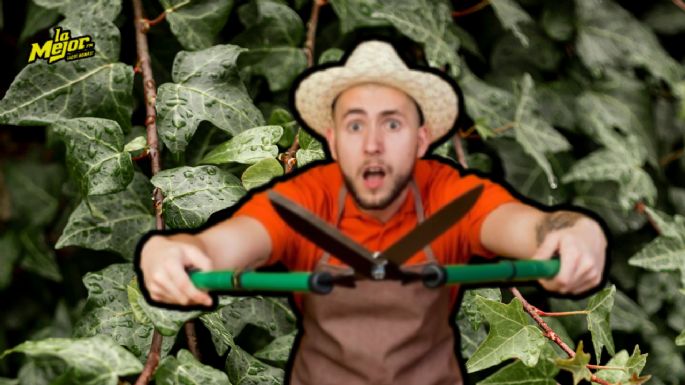 No la plantes: este vegetal convierte todo jardín en una selva y está prohibida en EU